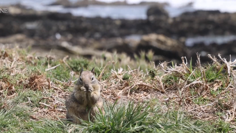 How ground squirrels are damaging bluffs in Pismo Beach
