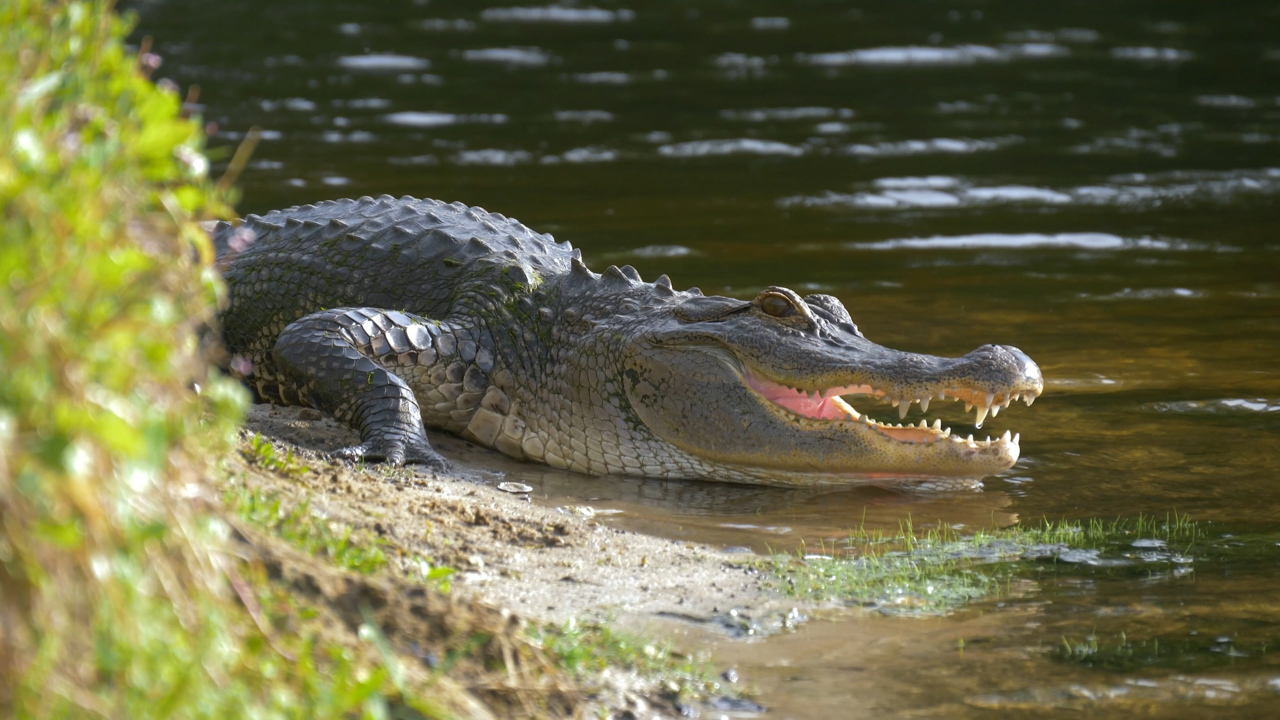 A history of alligator attacks: Beaufort County has most recorded attacks in SC
