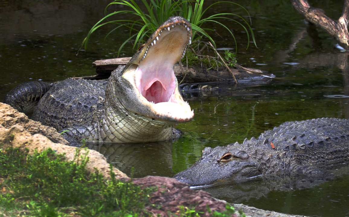 Watch as these alligators are fed at Oxbow Meadows