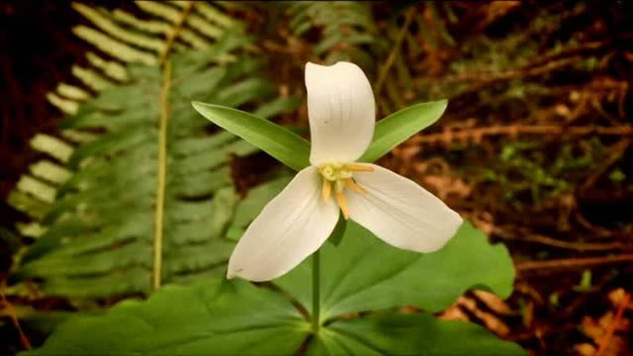 Four Whatcom County hikes great for rainy days