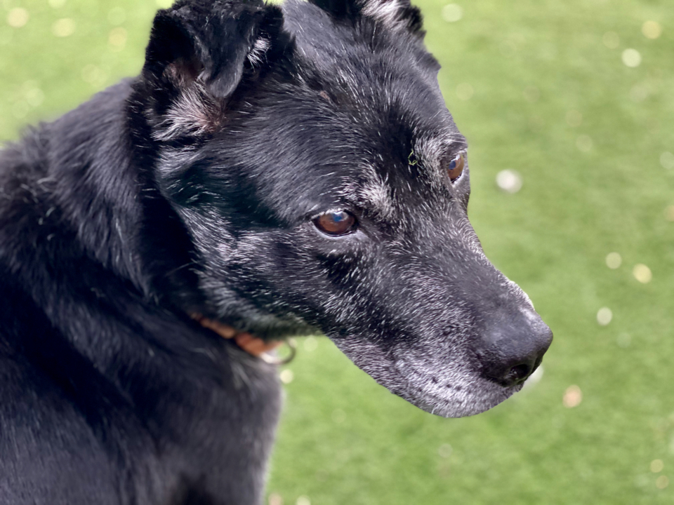 Brown-eyed Bennet the shepherd mix is looking for a loving home