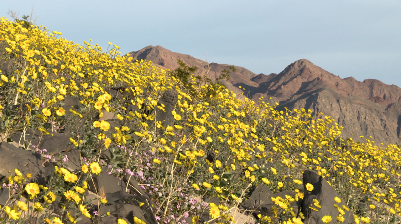 Death Valley wildflower bloom is best in a decade, officials say