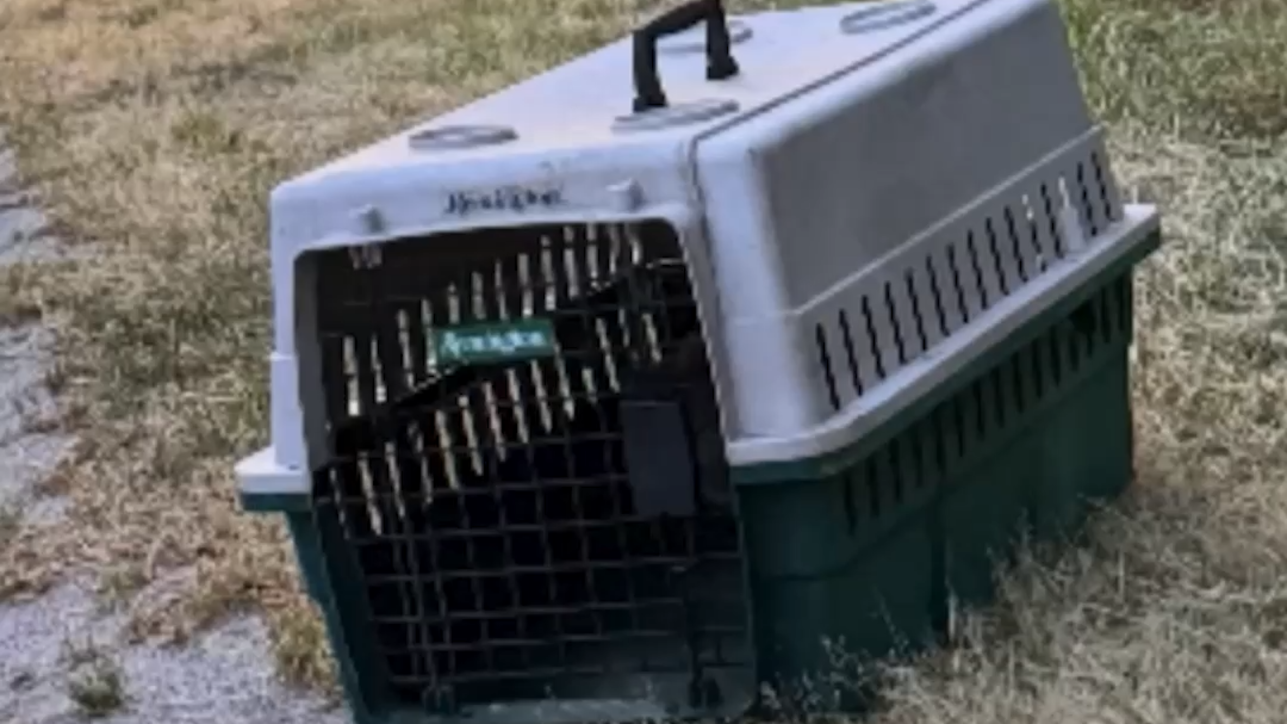 Cats in carriers are being abandoned on US 74 in western NC, sheriff says