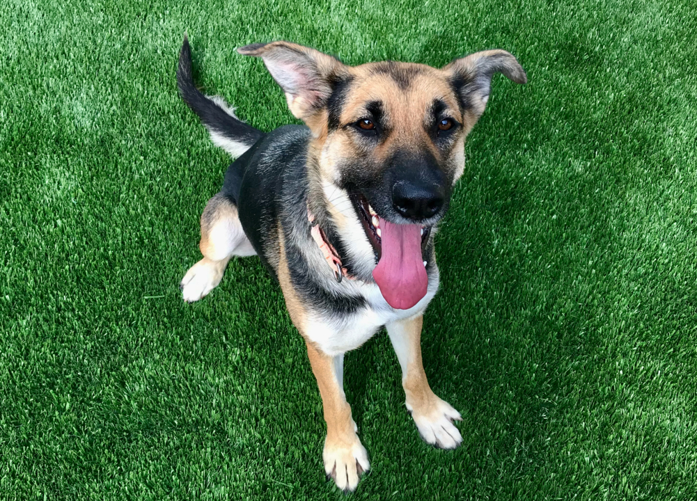 Pet Tales: Heidi the German shepherd mix needs a new family