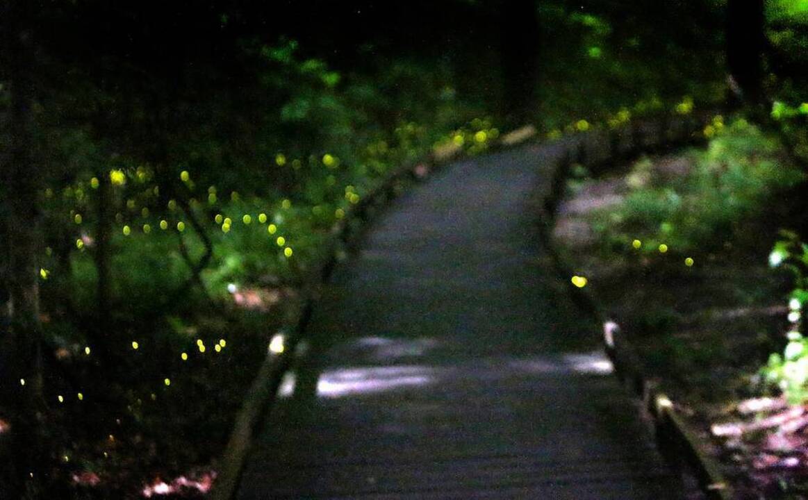 Photographing fireflies at Congaree National Park