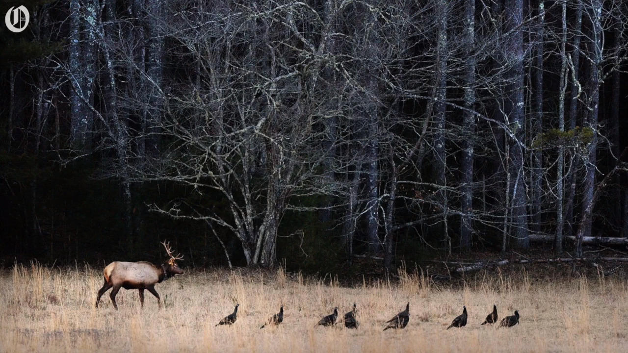 See the Great Smoky Mountains National Park through the lens of Observer staffer John D. Simmons