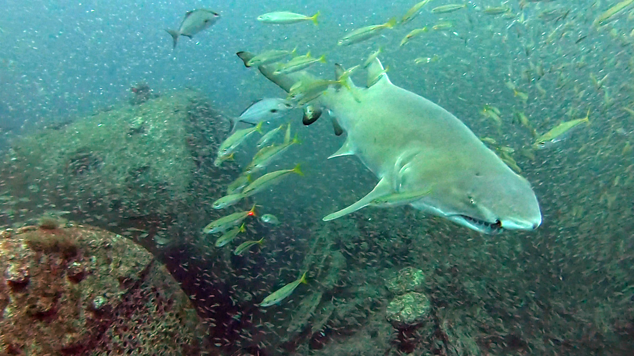 16-foot tiger shark caught in Outer Banks? It's a fake photo. | Raleigh  News \u0026 Observer, image size:1280x720
