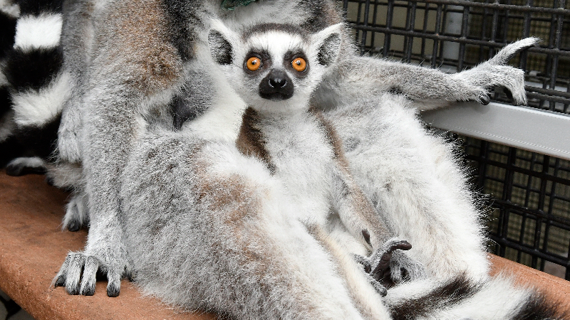 Meet the newest baby lemurs at Duke Lemur Center