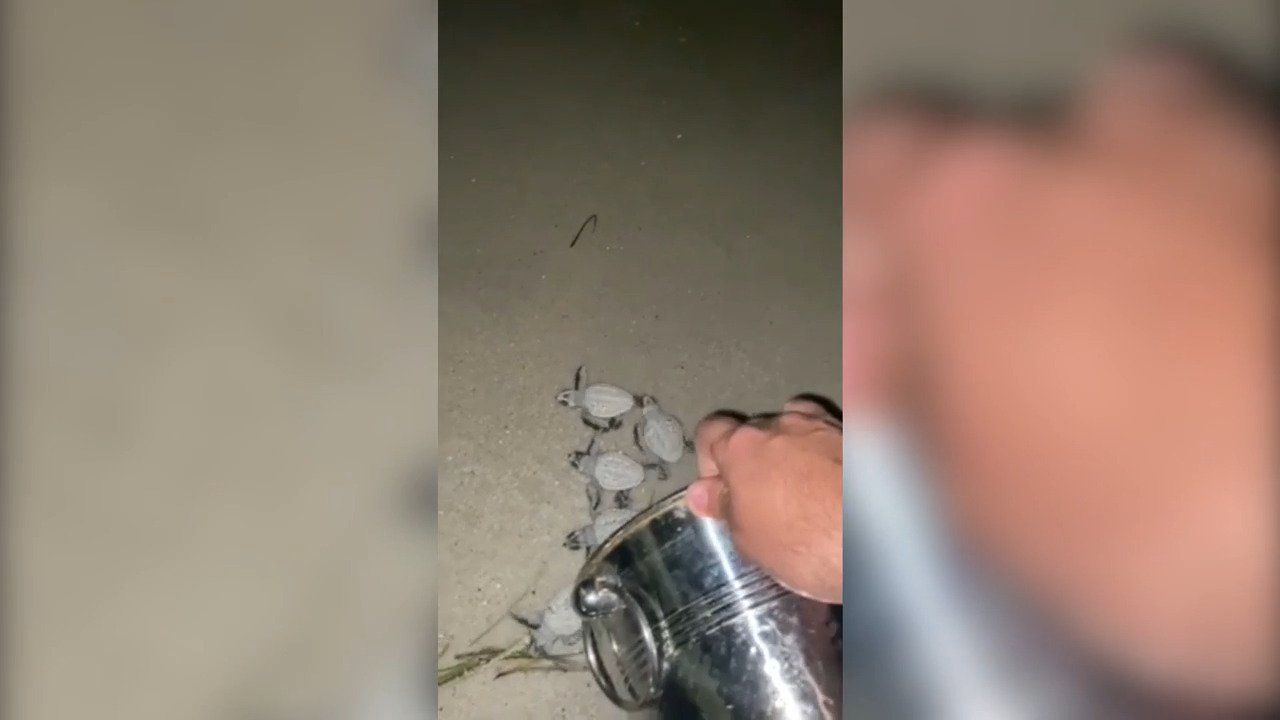 A group of baby turtles needed help. Watch a Key West police officer guide them home