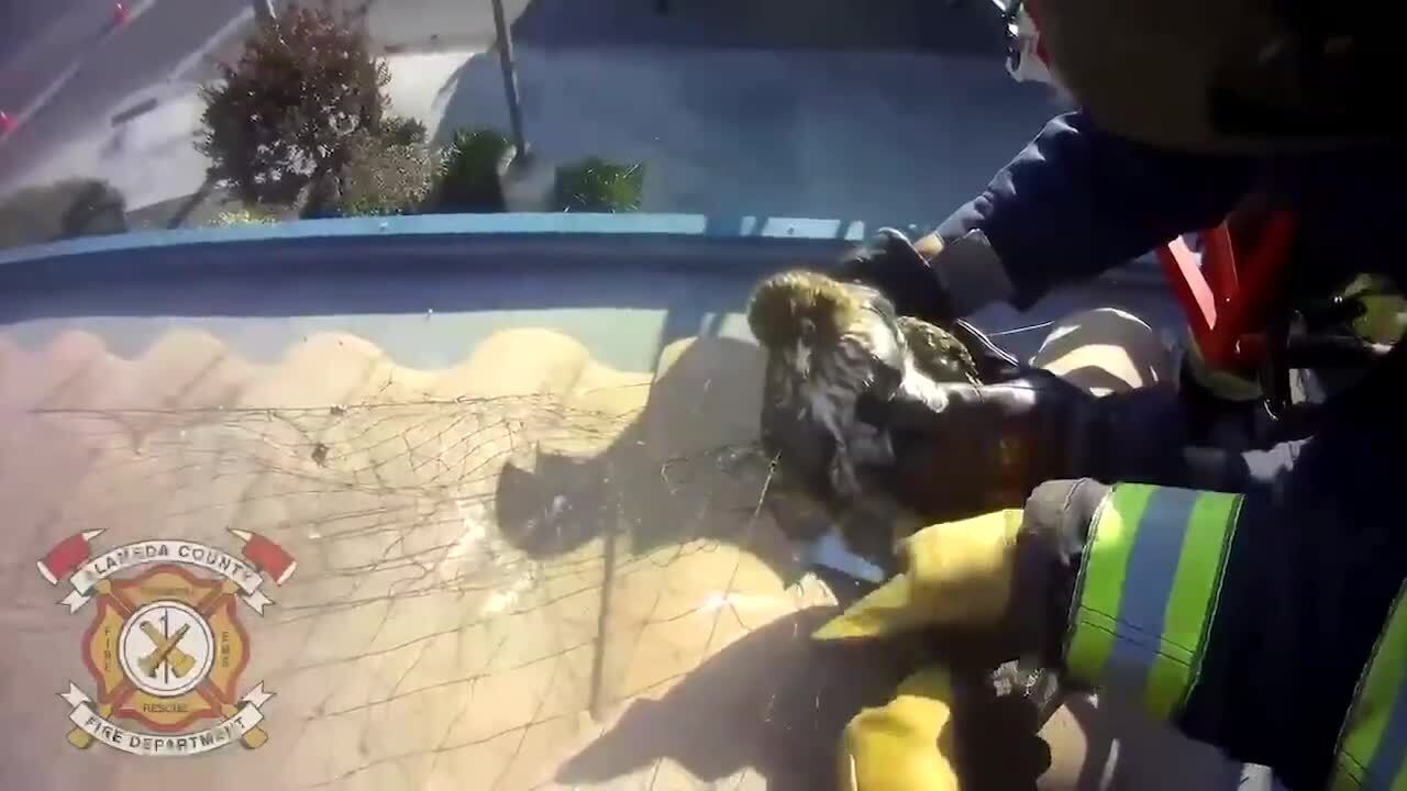 Firefighters rescue hawk caught in netting on roof of Newark gas station
