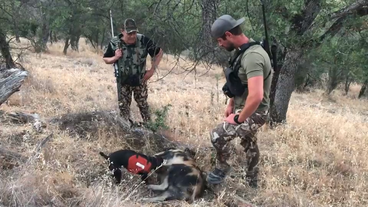 Want wild pig for dinner? Follow a Californian on the hunt