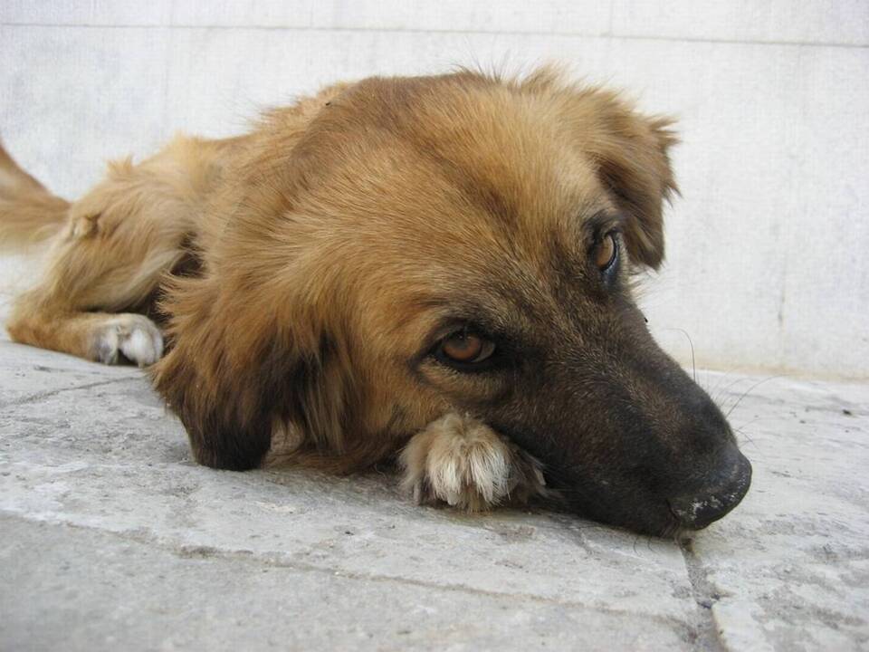 If your dog has these symptoms, they could have the dog flu