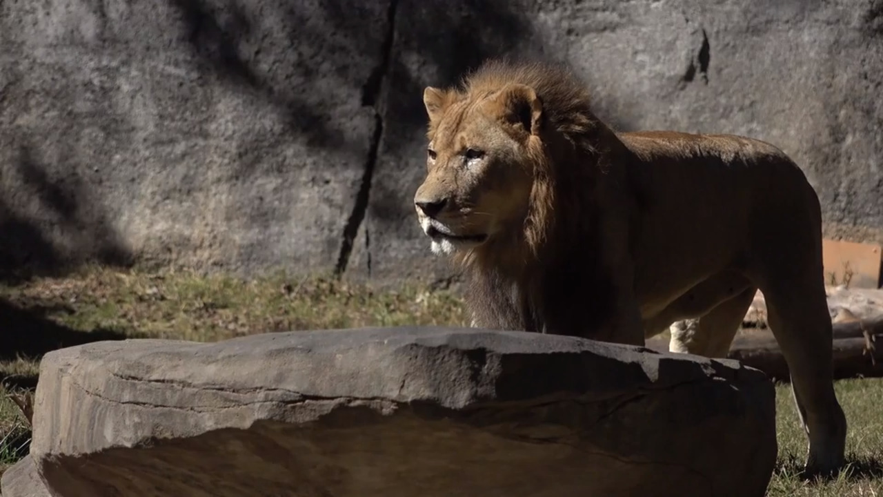 Sometimes lions have to go to the dentist too. NC Zoo shows how to pull a lion’s tooth