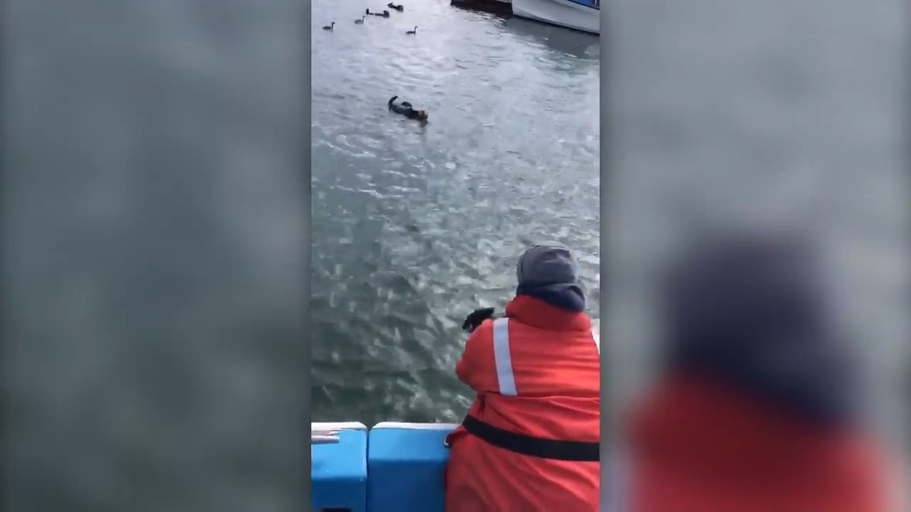 Baby otter is reunited with its mom in Morro Bay