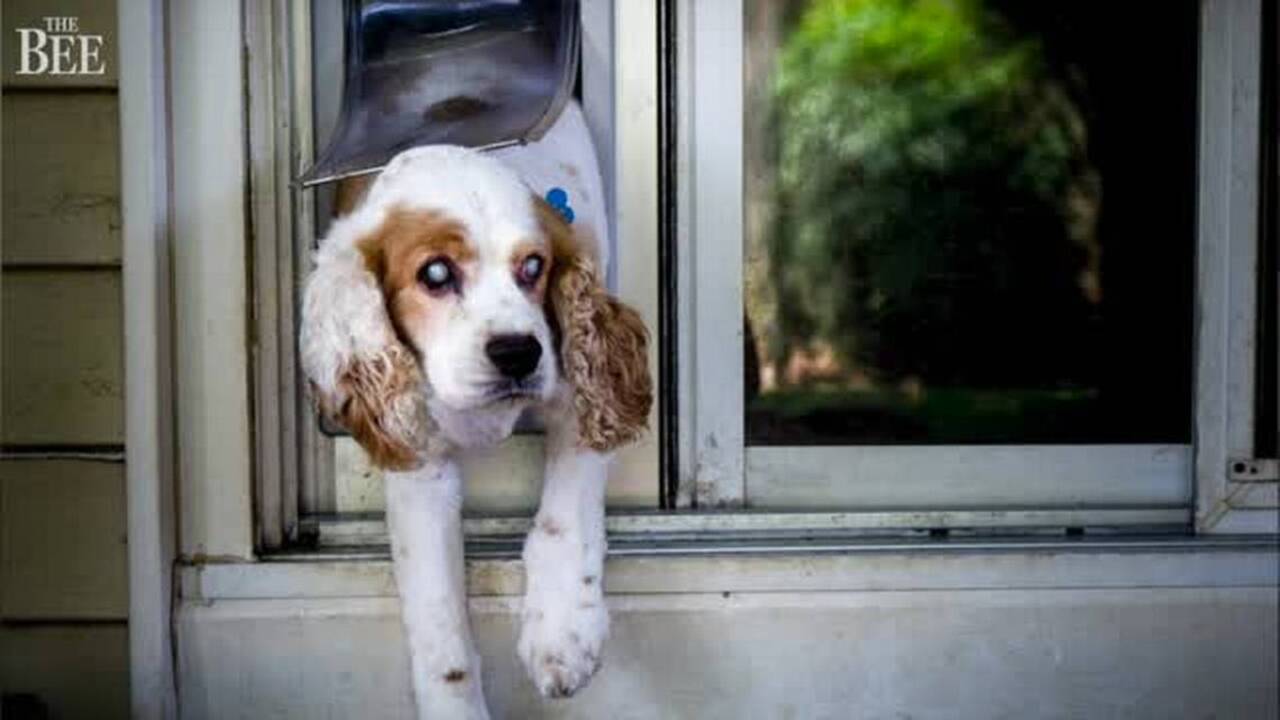 Sacramento woman parts with beloved dog, because both are blind and the dog is deaf