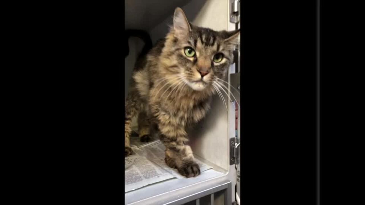 Max the Maine Coon cat lost one of his 9 lives. Now he’s ready to find a loving home