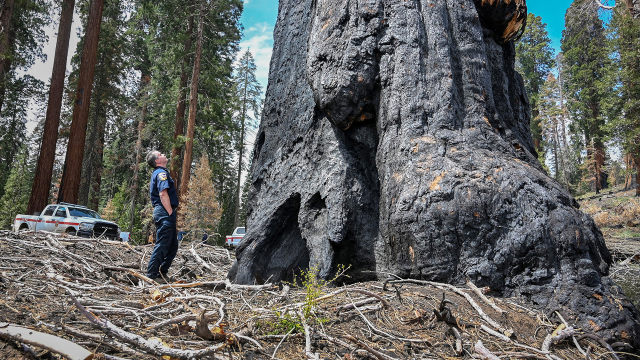 ‘Time to act.’ What’s rising from the ashes of major giant sequoia wildfires in California