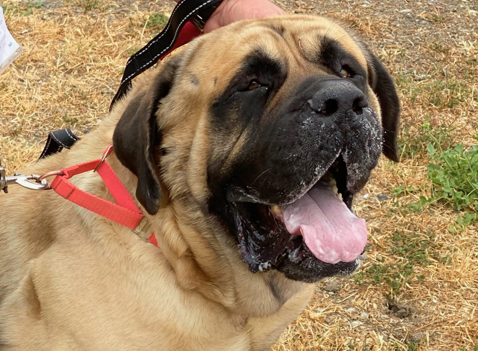 Pet Tales: Hooch the mastiff is looking for a forever home