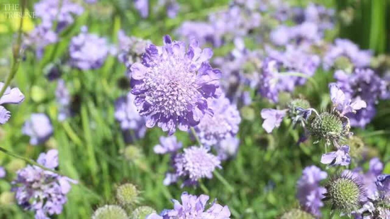 Tour this Paso Robles garden bursting with color and drought-tolerant plants