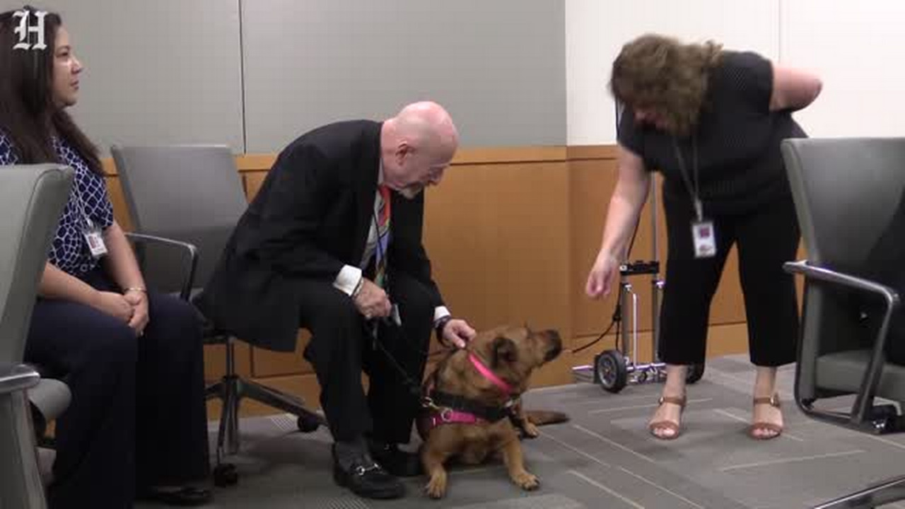 Dogs provide stress relief to kids in the court system (Video) | Miami ...