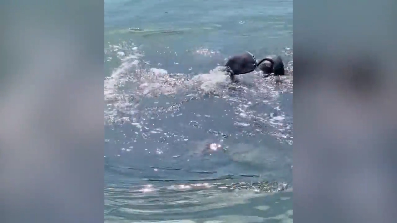 Forget a yacht party, there was a manatee party in a Hilton Head marina! Check it out