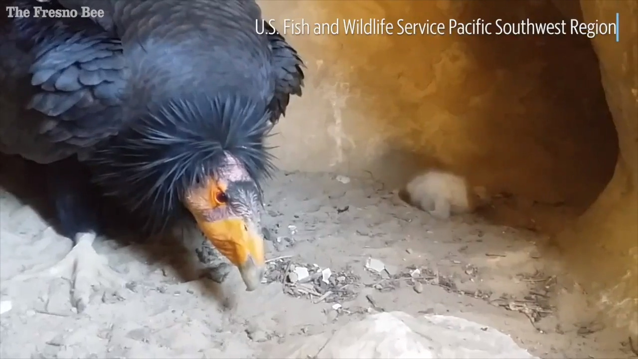 Caught on camera: Condor papa keeps a close eye on the latest chick to join California’s population
