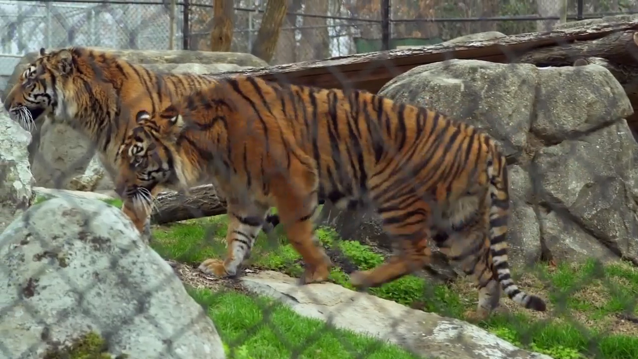Meet Rocky and Jaggar, two endangered tigers making their debut in North Carolina