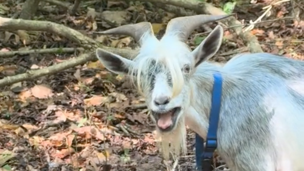 Meet the Charlotte goats clearing land — and changing lives