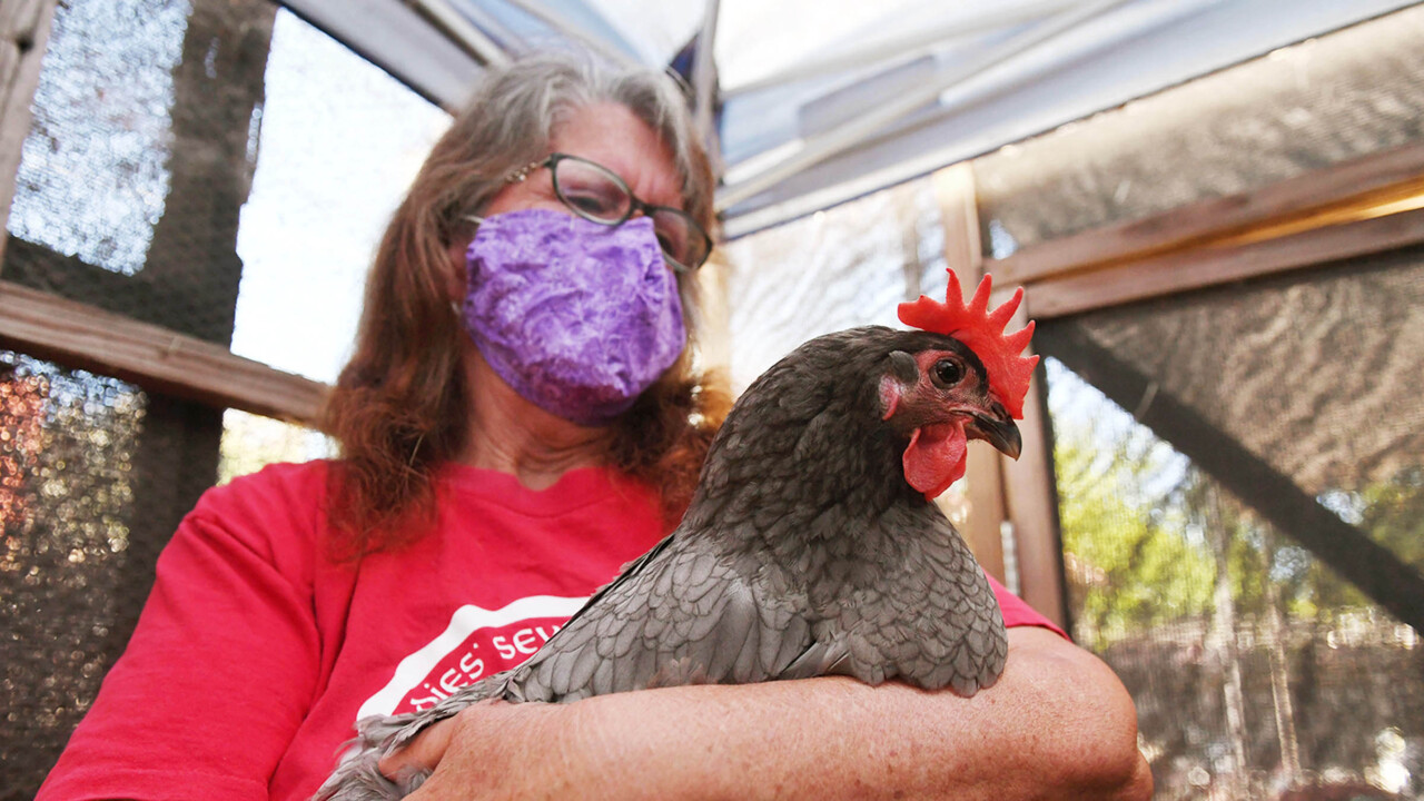 Clovis residents must wait on decision to allow backyard chickens, as council delays vote