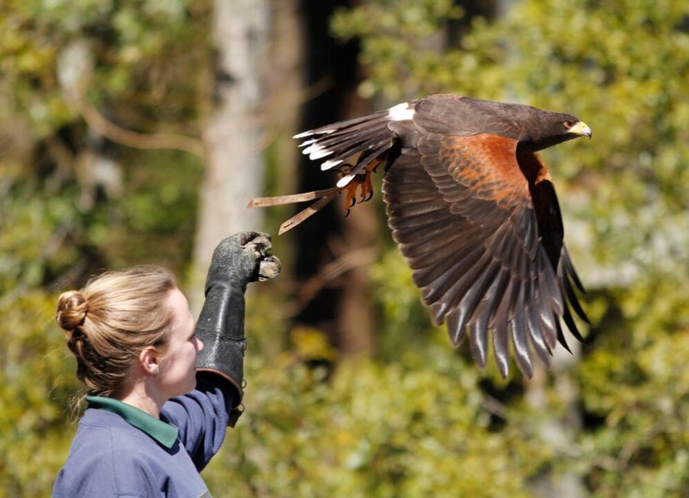 Watching birds makes you feel young, but makes you seem very, very old