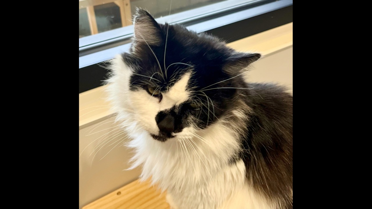 Pet Tales: Pica the laidback cat is looking for a new home