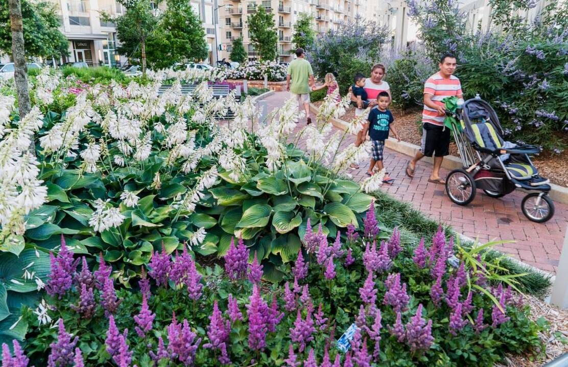 A blooming Romare Bearden Park