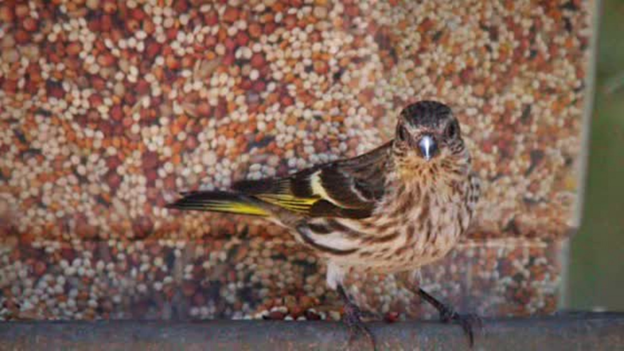 Bird lovers weigh in on controversy over backyard feeders