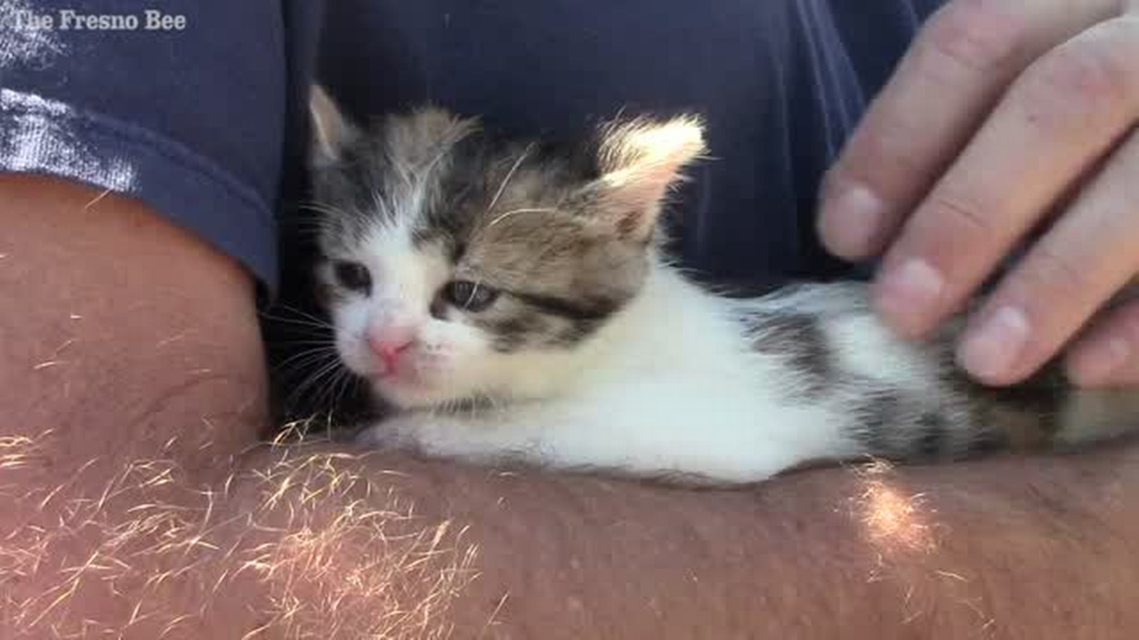 Fire department rescues kitten from fire