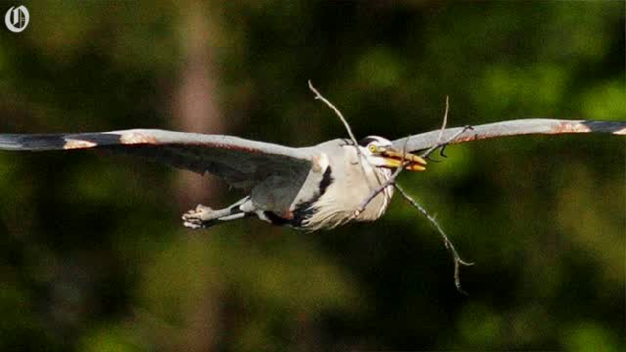 What kind of bird was that? Look to 'The Birds of Central Carolinas' for an answer