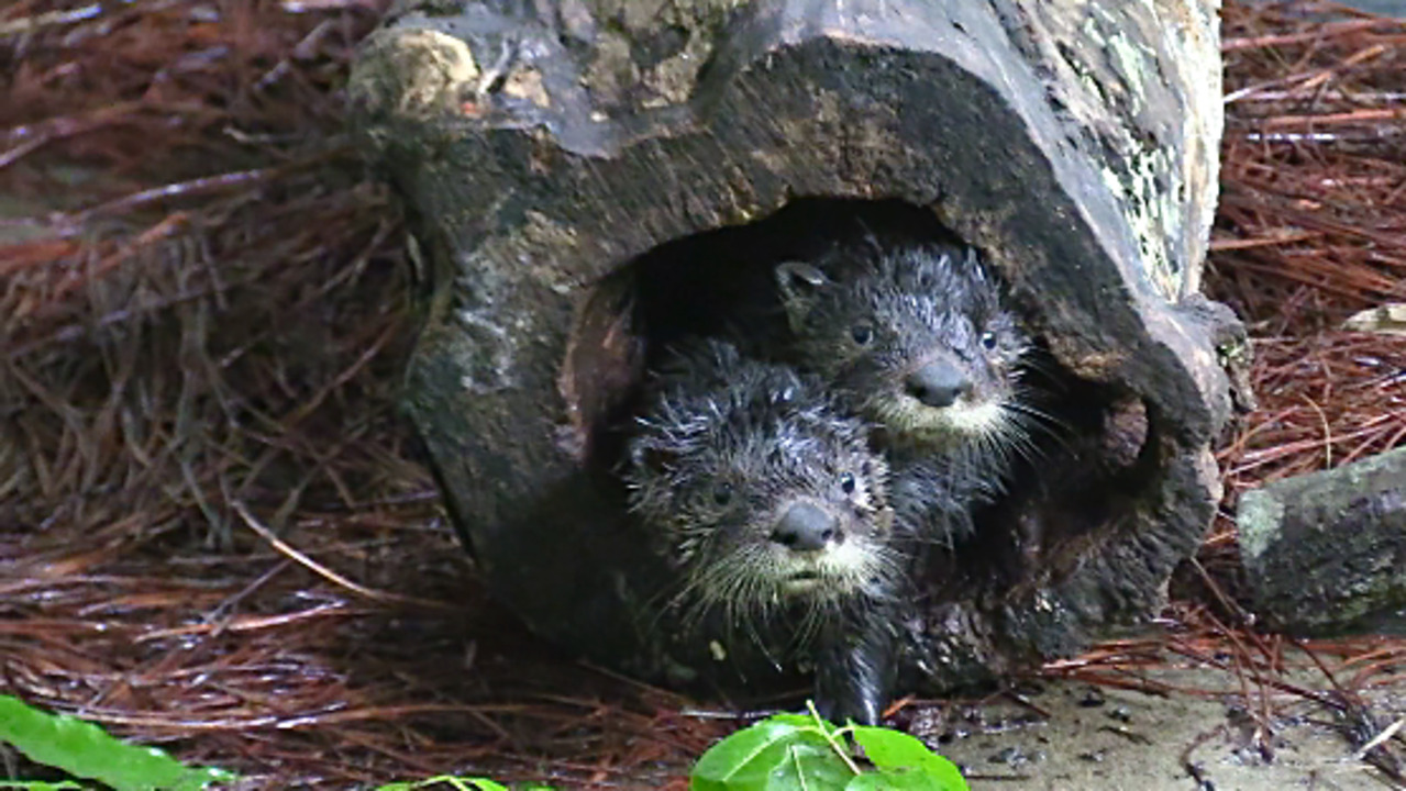 NC Zoo working to save orphaned otter pups