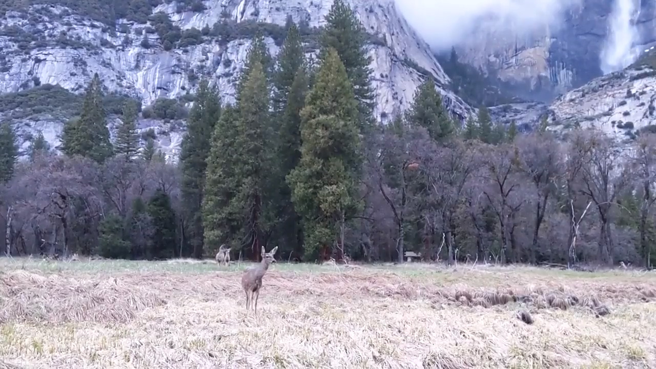 See what Yosemite National Park looked like in April amid coronavirus closure
