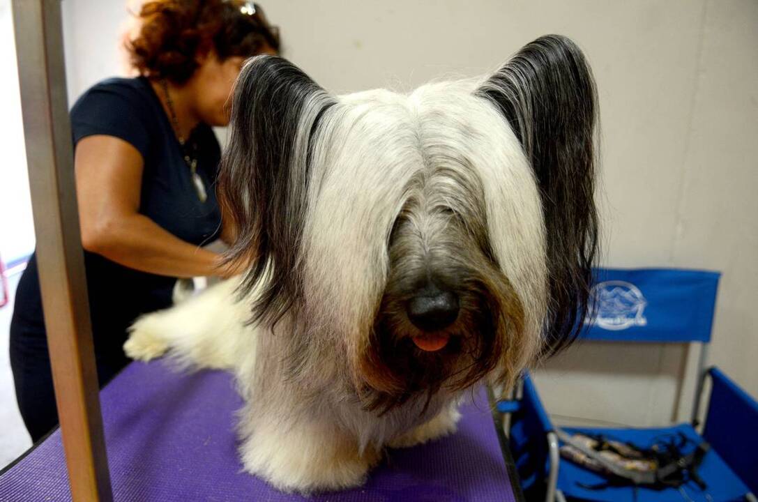 This unusual dog is on the canine endangered list