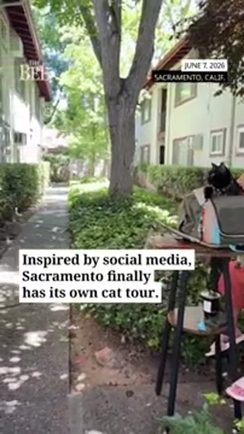 Watch as NorCal Resist hosts first 'cat tour' in Sacramento