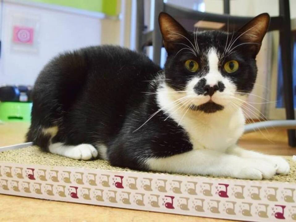 Bradshaw Animal Shelter is full of cats; here’s a look at a few