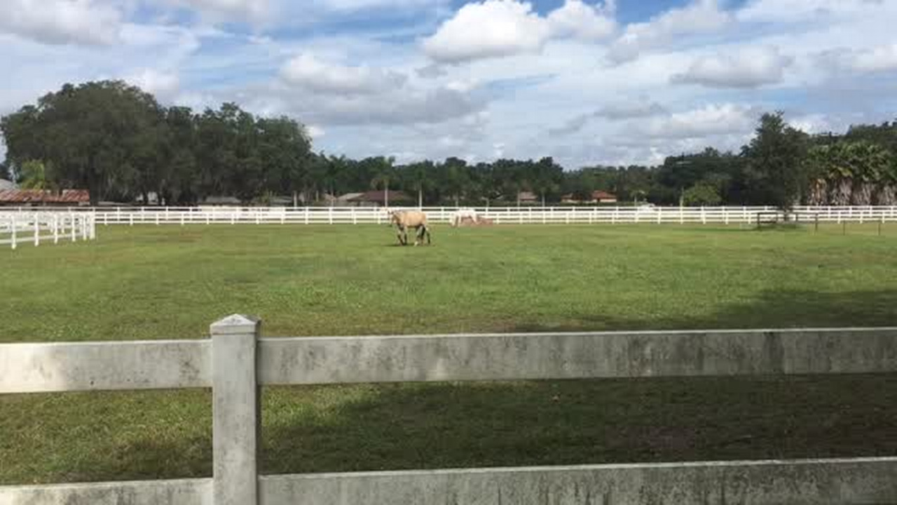 Lead in horse killing case in Manatee County fizzles; men seen on video not involved 