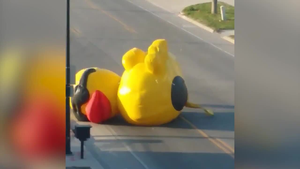 Huge inflatable duck drifts aimlessly down street