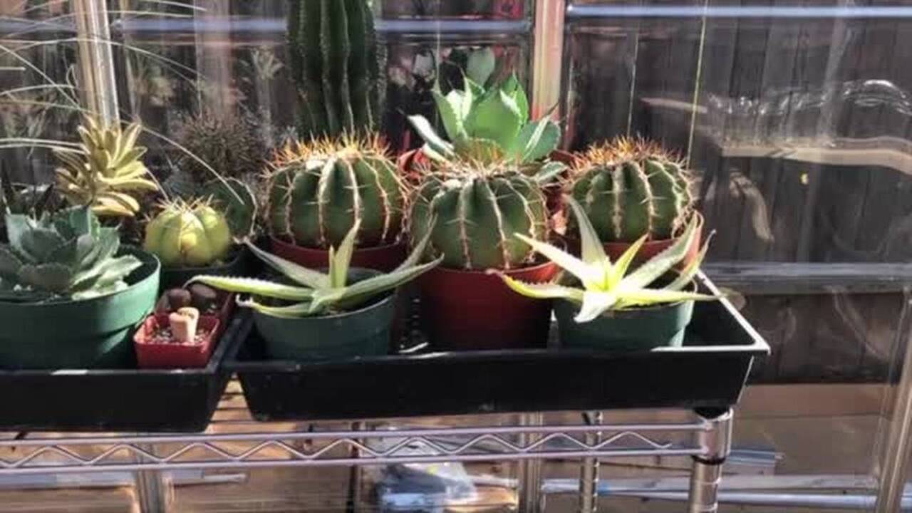 Take a look inside The Prickly Pear, Oak Park’s new succulent nursery