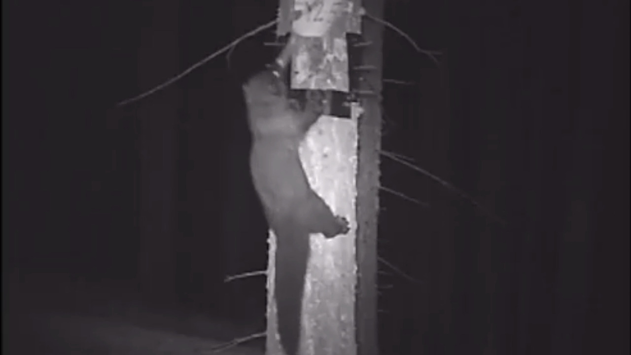 Cameras spot a rare, weasel-like animal called a fisher roaming Yosemite National Park