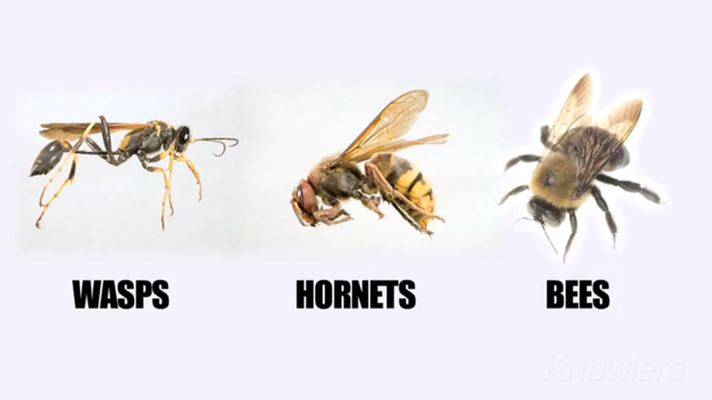 Carpenter bees can chew through your California home. How to get rid of them