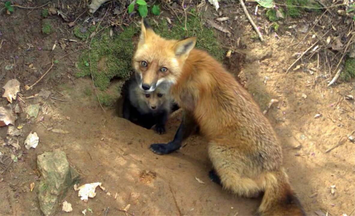 Coyote Finds Den of Red Fox Puppies in suburban neighborhood