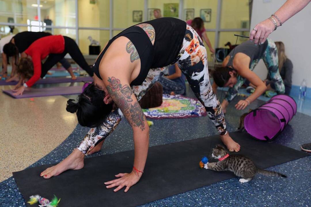 Can your dog or cat get coronavirus? South Florida pet shelters are taking precautions