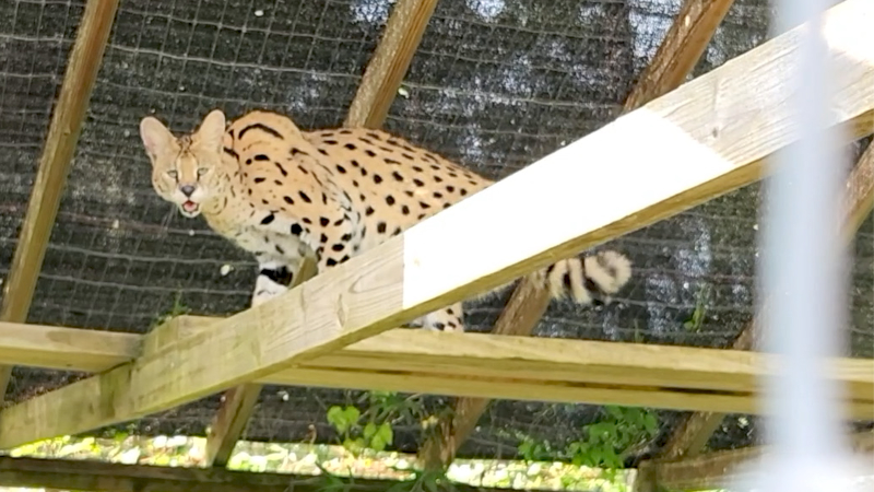 Video shows an exotic African cat at this Hardeeville, SC home for sale