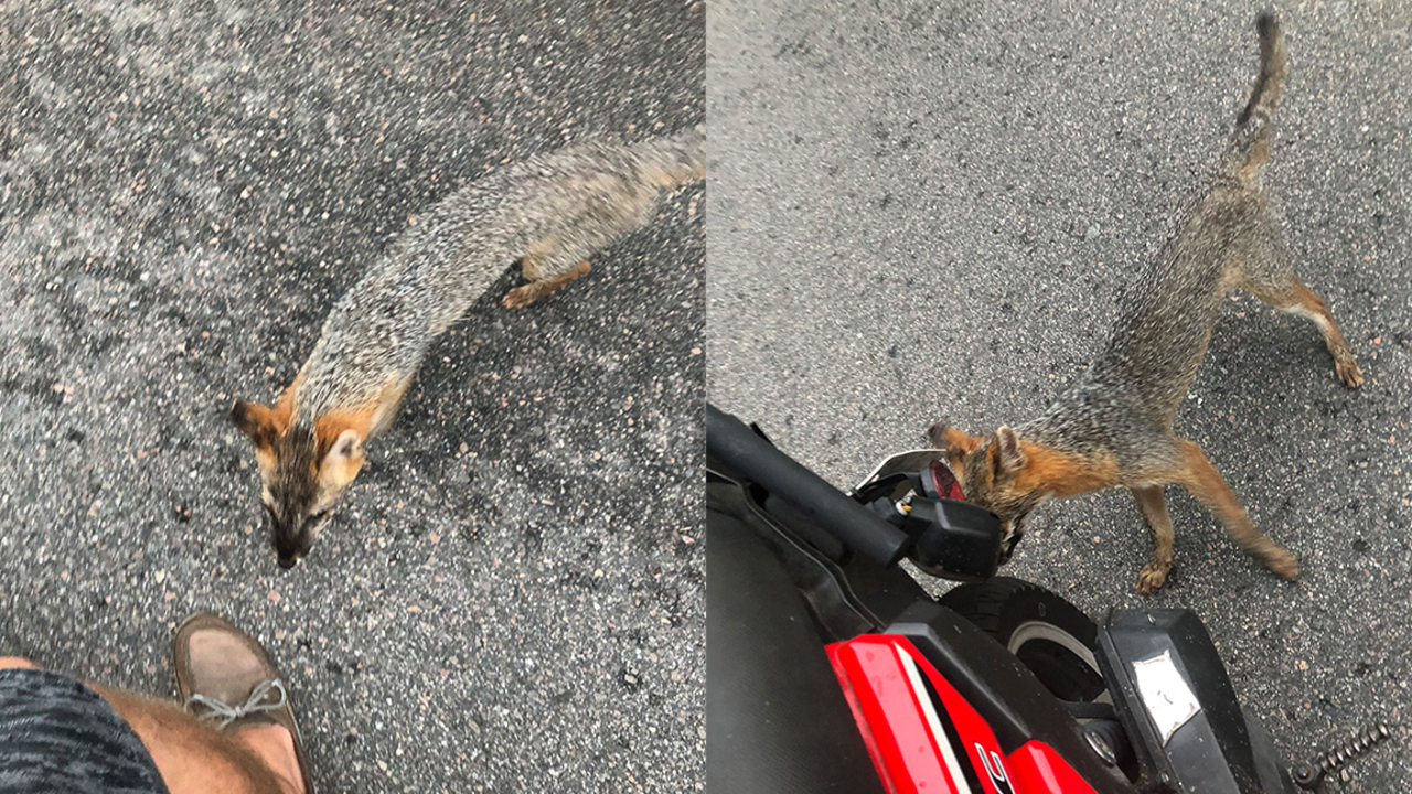 Rabies is “the most deadly virus on the planet.”