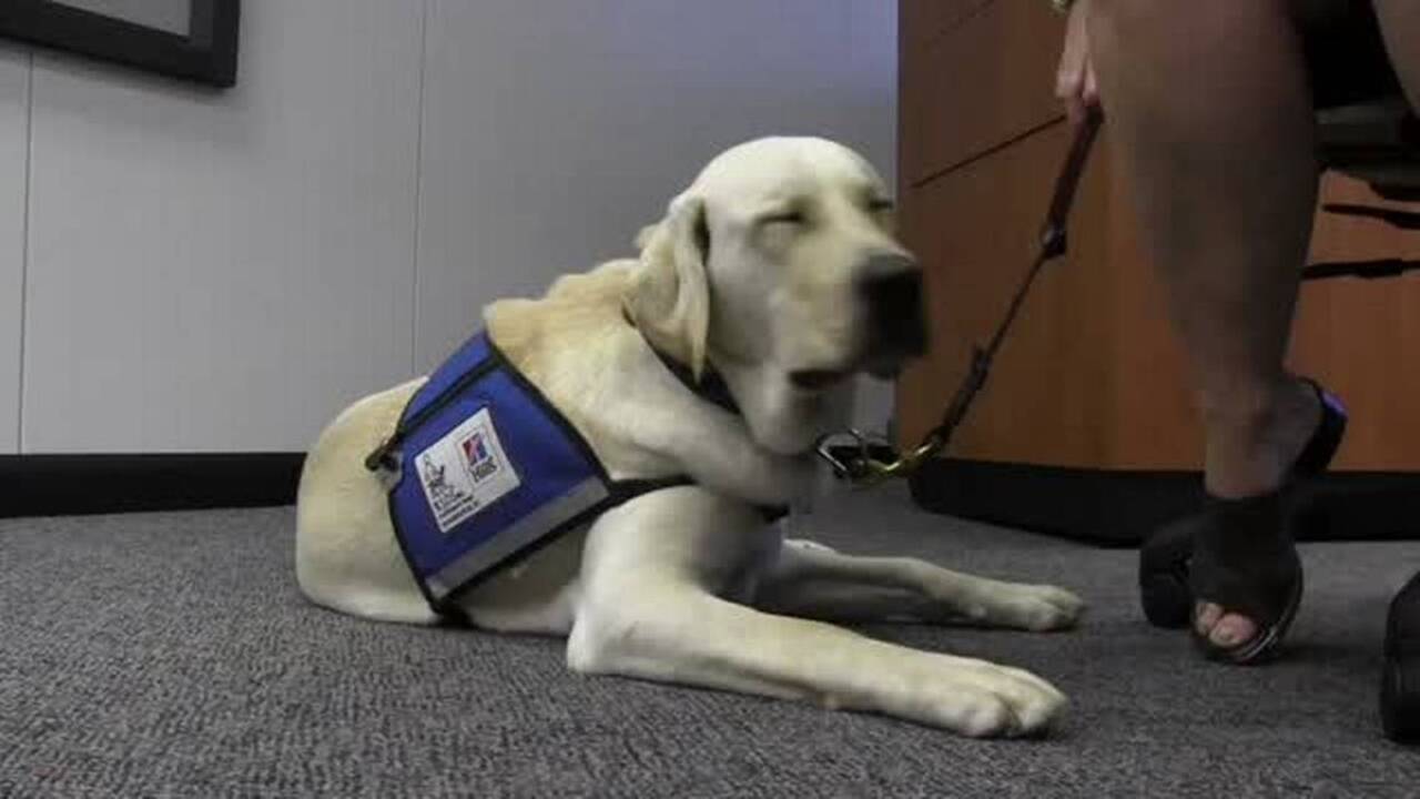 Service dog will be used to help crime victims